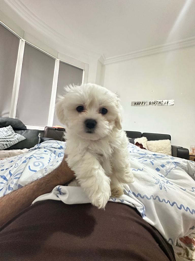Korean line puppy 