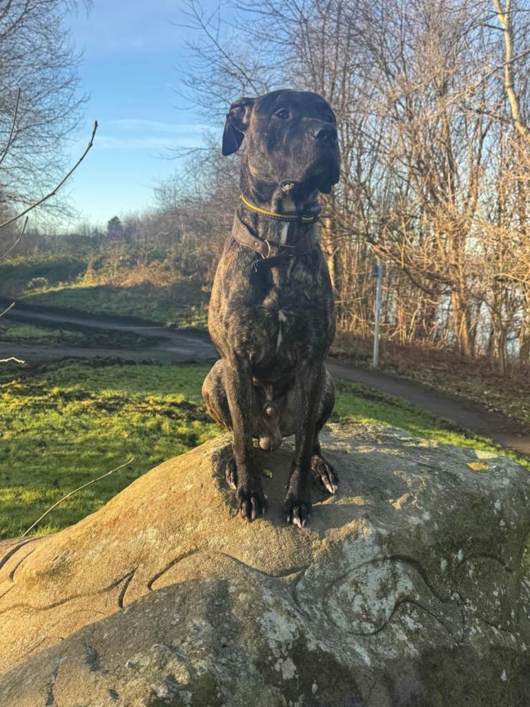 Presa Canario for rehoming Dog Reactive 