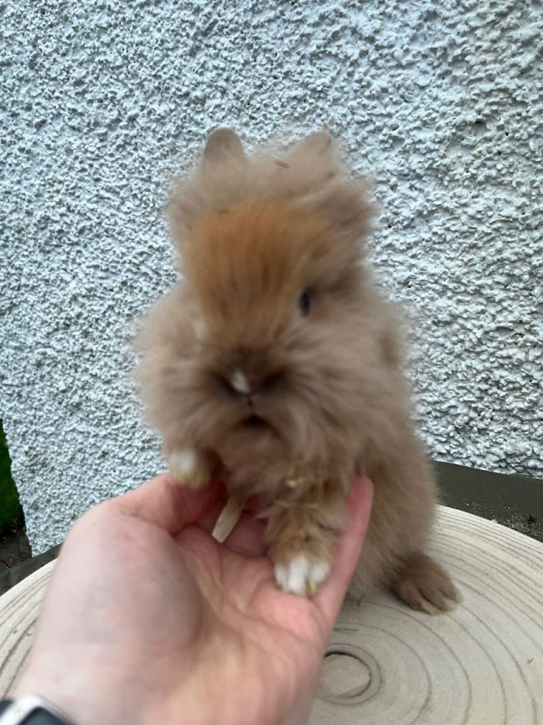 Lionhead Rabbits