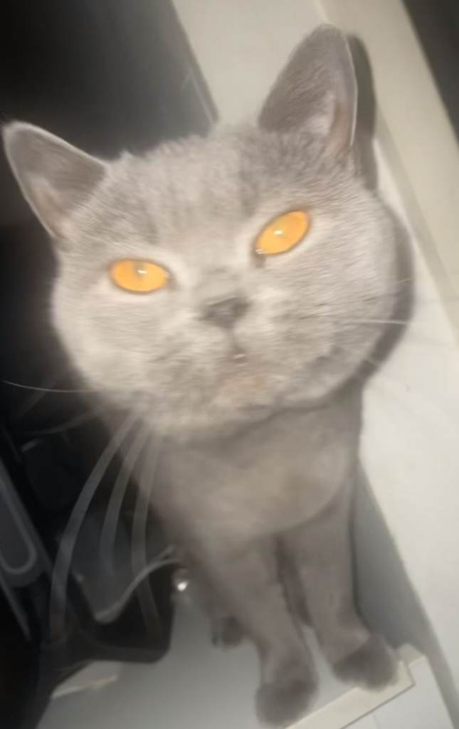 Adorable British Shorthair Kittens 