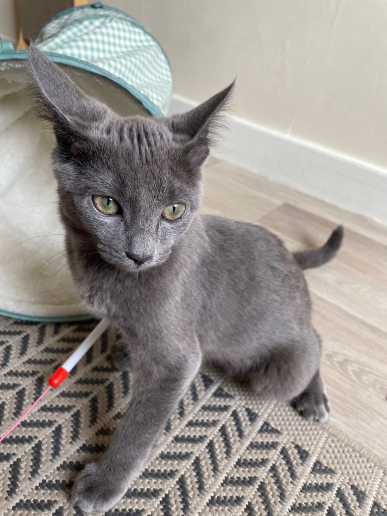 Russian blue cat for sale