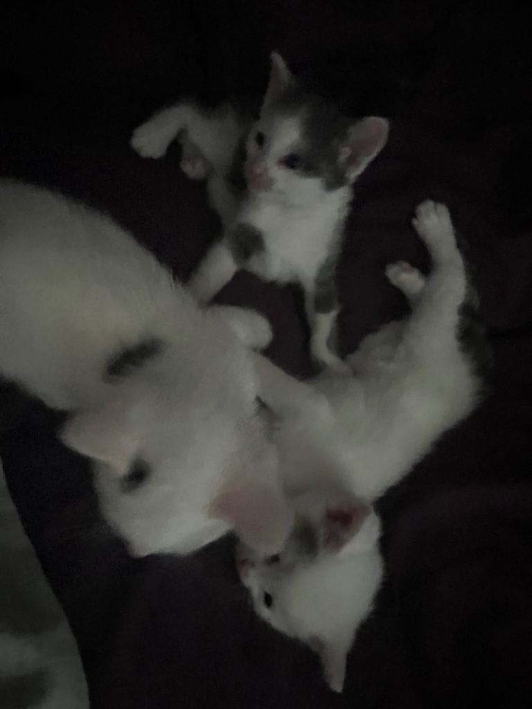 Grey and White Male kitten 