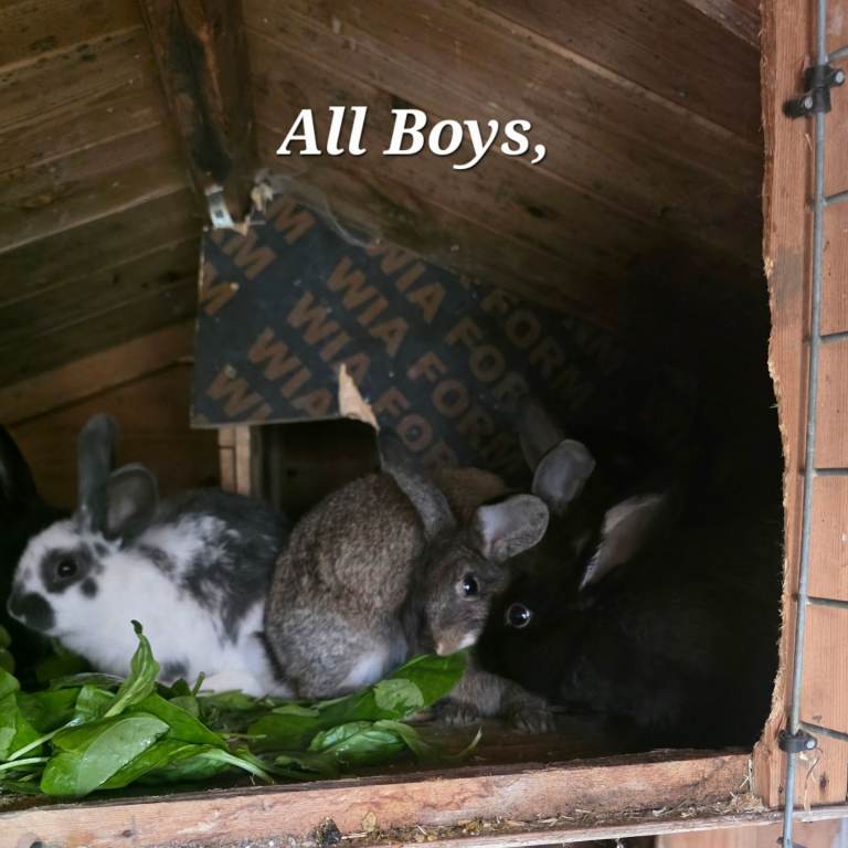Mix beautiful rabbits 