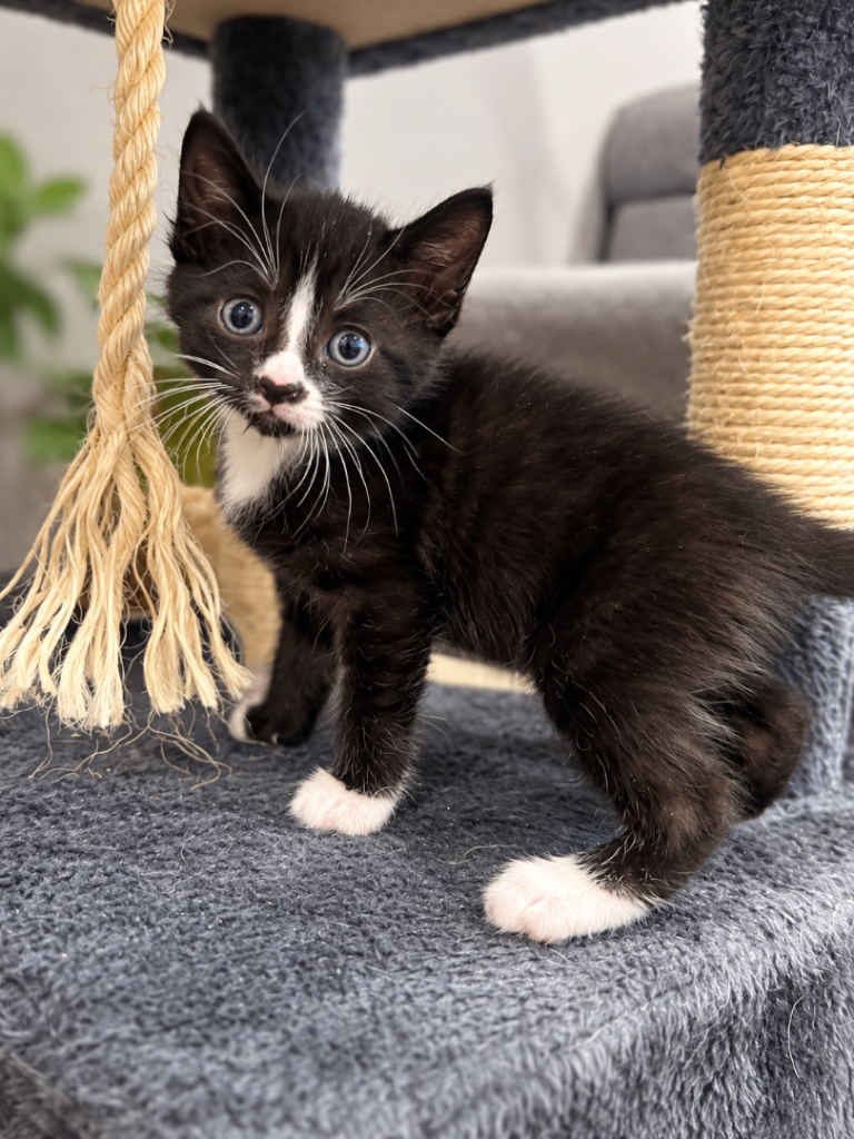  7 Adorable Kittens Looking for Loving Homes 