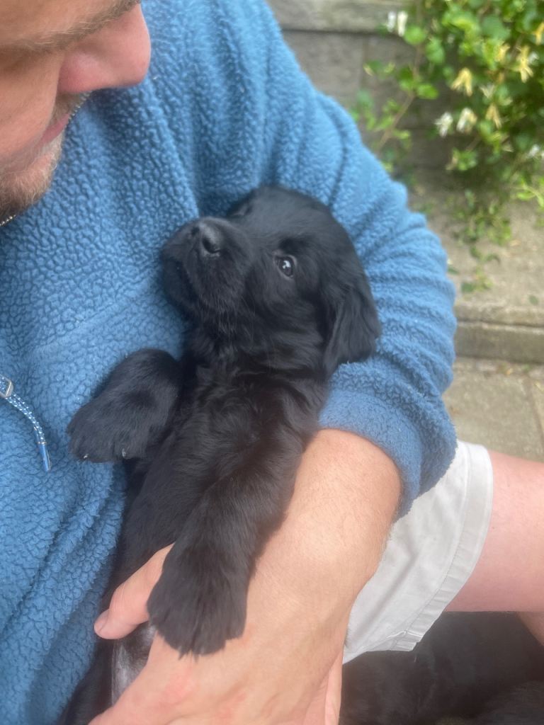 Flat Coated Retriever puppies KC reg