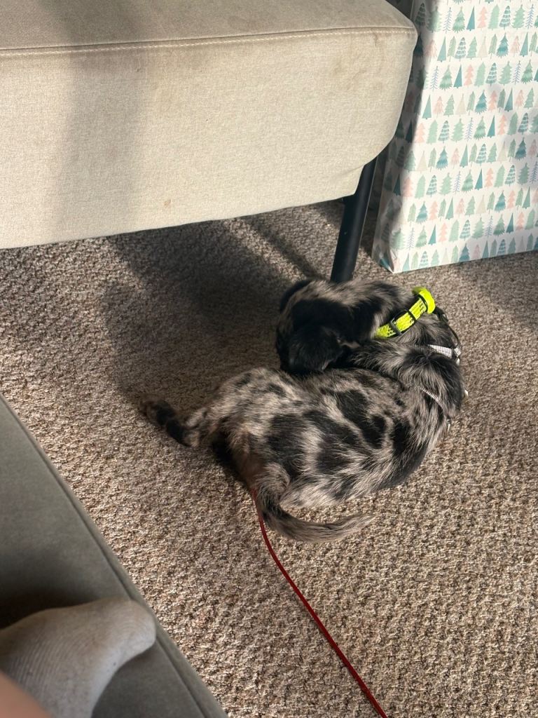 12 week puppy for sale microchipped jabbed and flead 