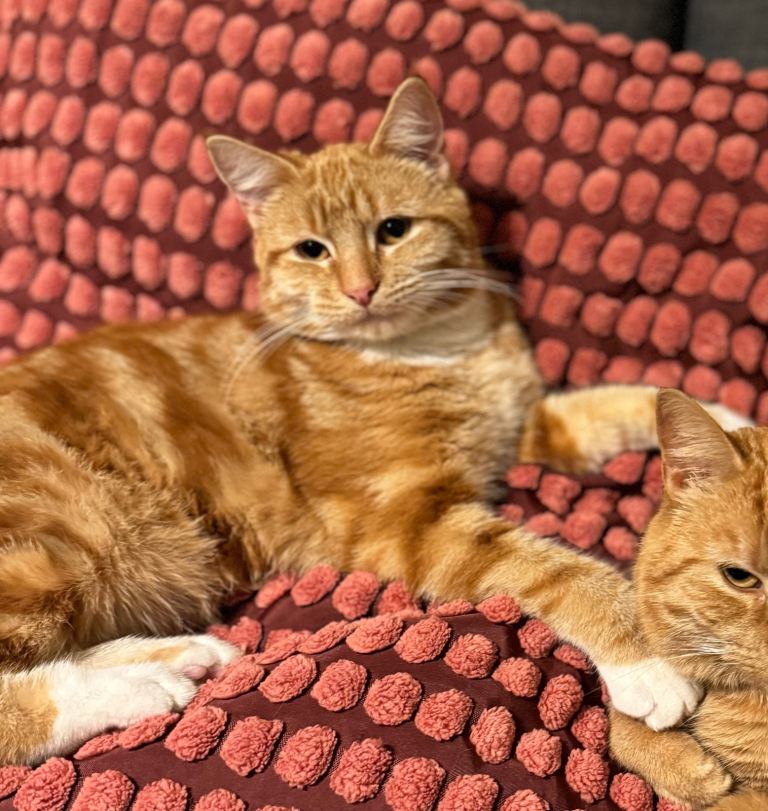 image for Toffee - Looking for a loving new home 