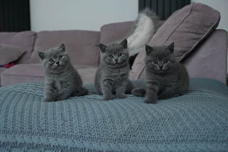 Pure Breed British Short Hair Kittens