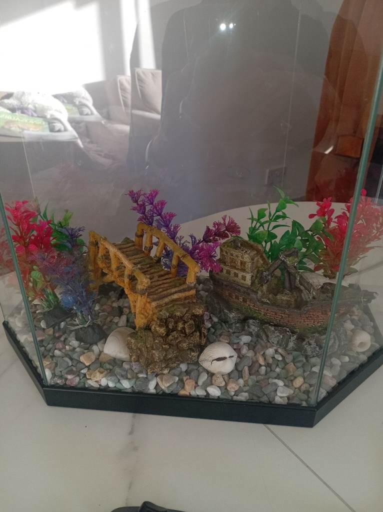50 litres aquarium 