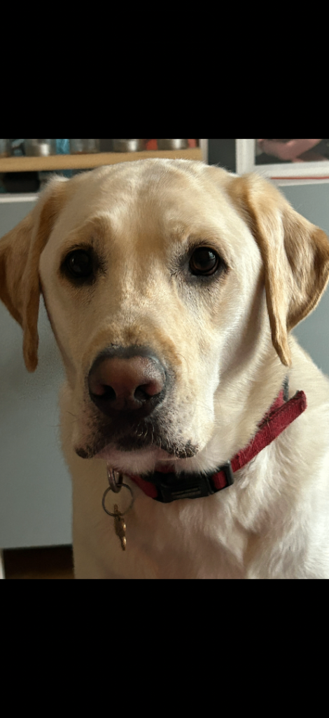 Labrador