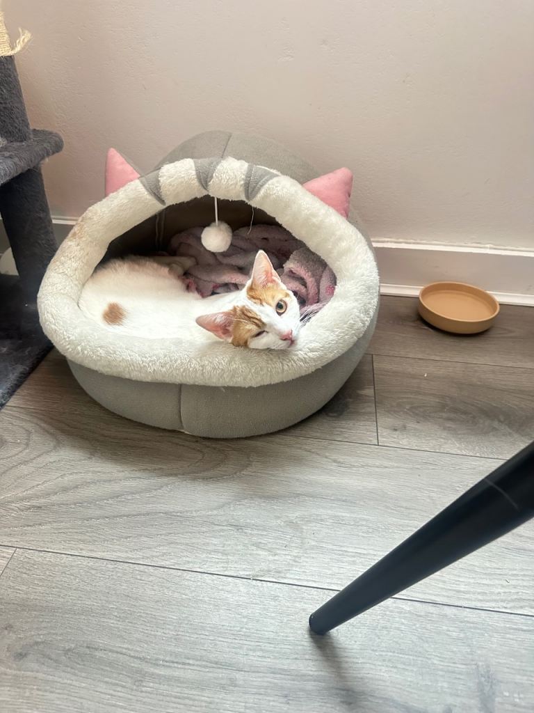 Two female adult cats for Sale