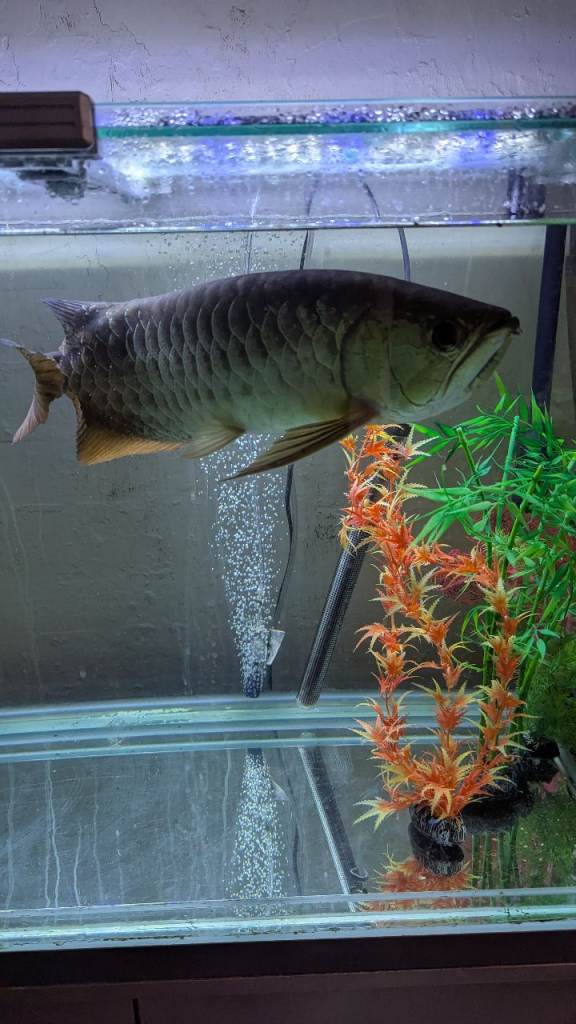 Super High back Asian Arowana dragon fish