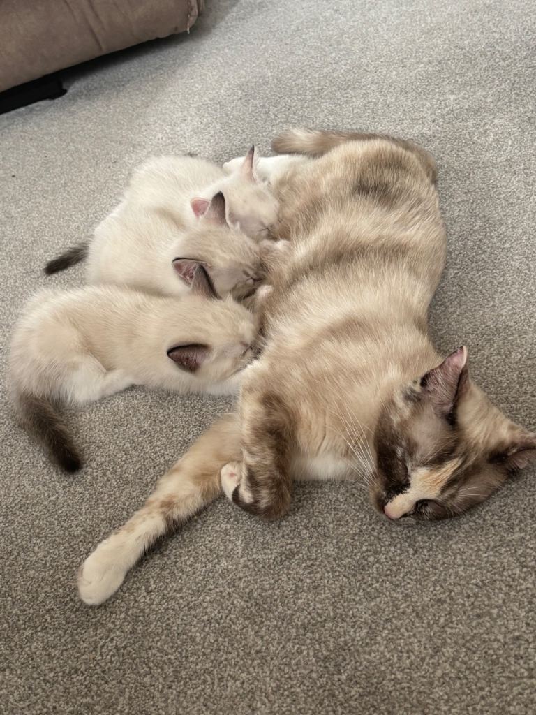 Ragdoll cross kitten