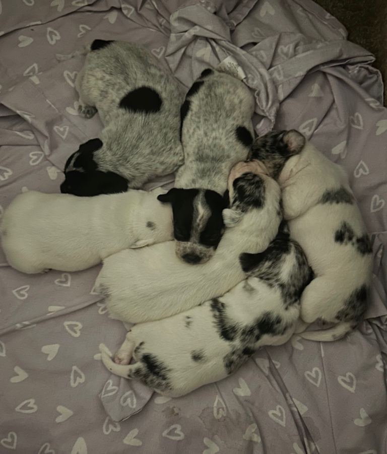 Sealyham terrier x 