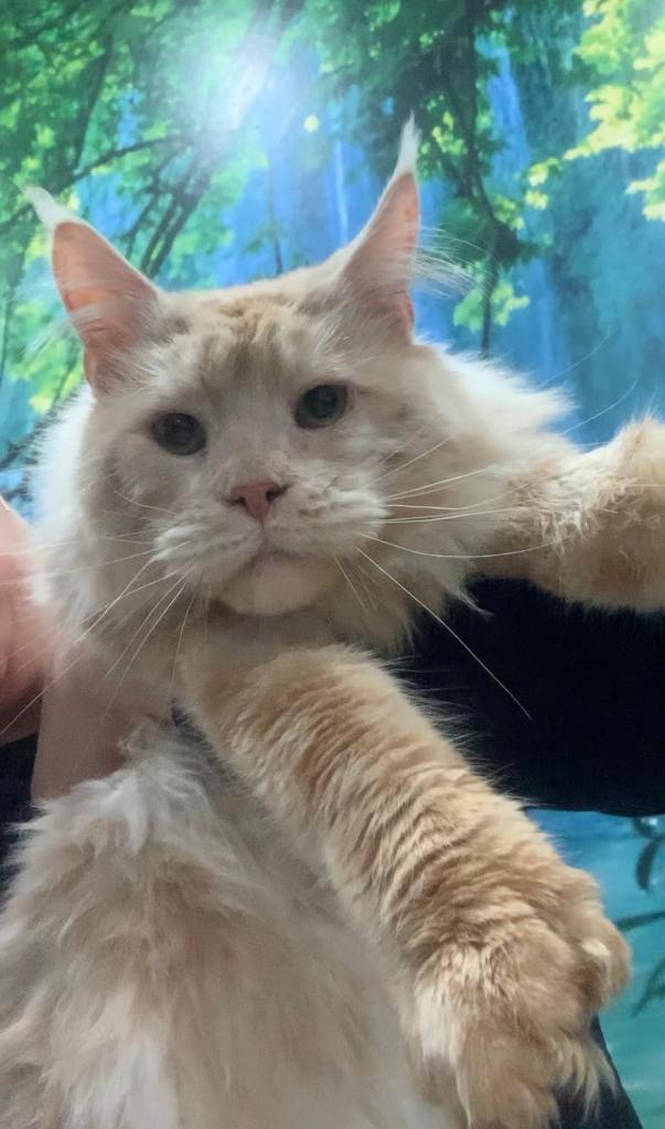 Maine Coon neutered male polydactyl TICA