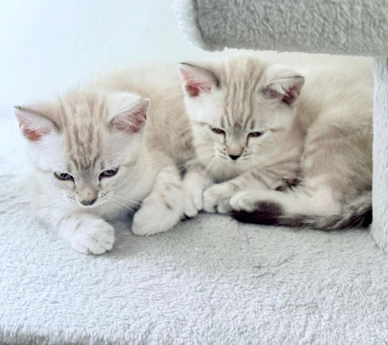 Snow\Leopard Bengal Kittens
