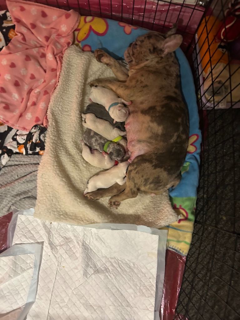 French bulldog puppies