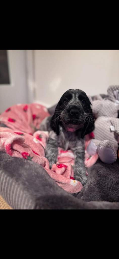 Cocker spaniel pups