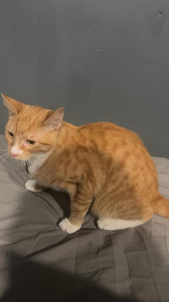 Domestic Turkish angora