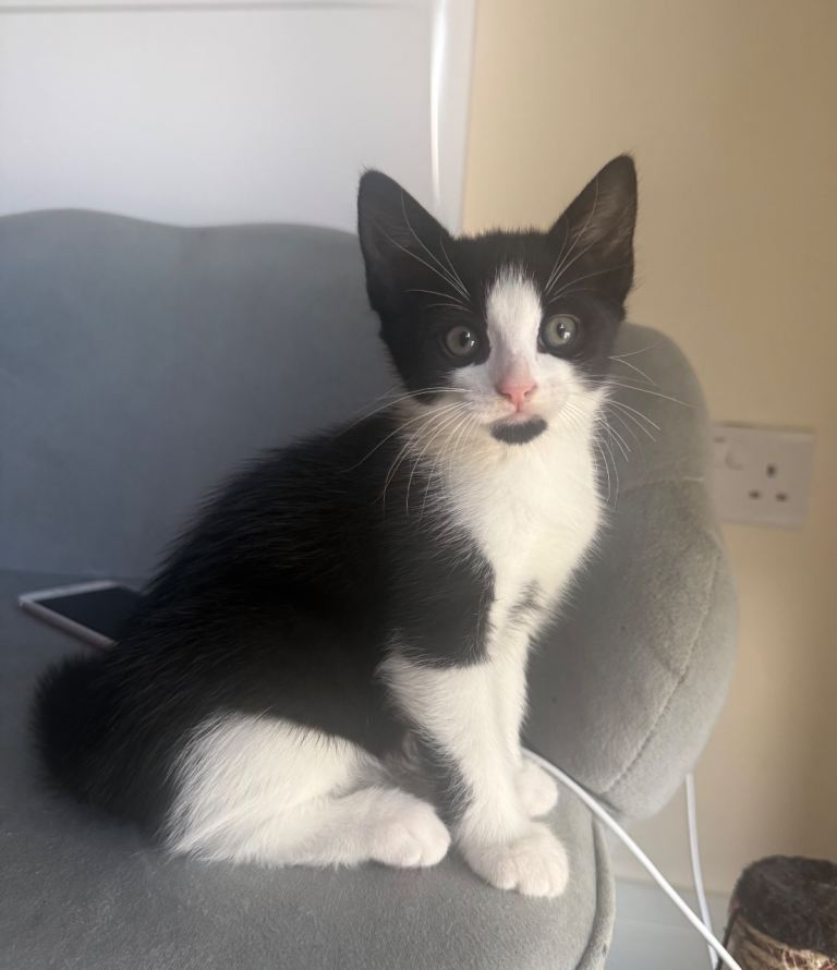 2 ADORABLE GIRL KITTENS FOR SALE!!!