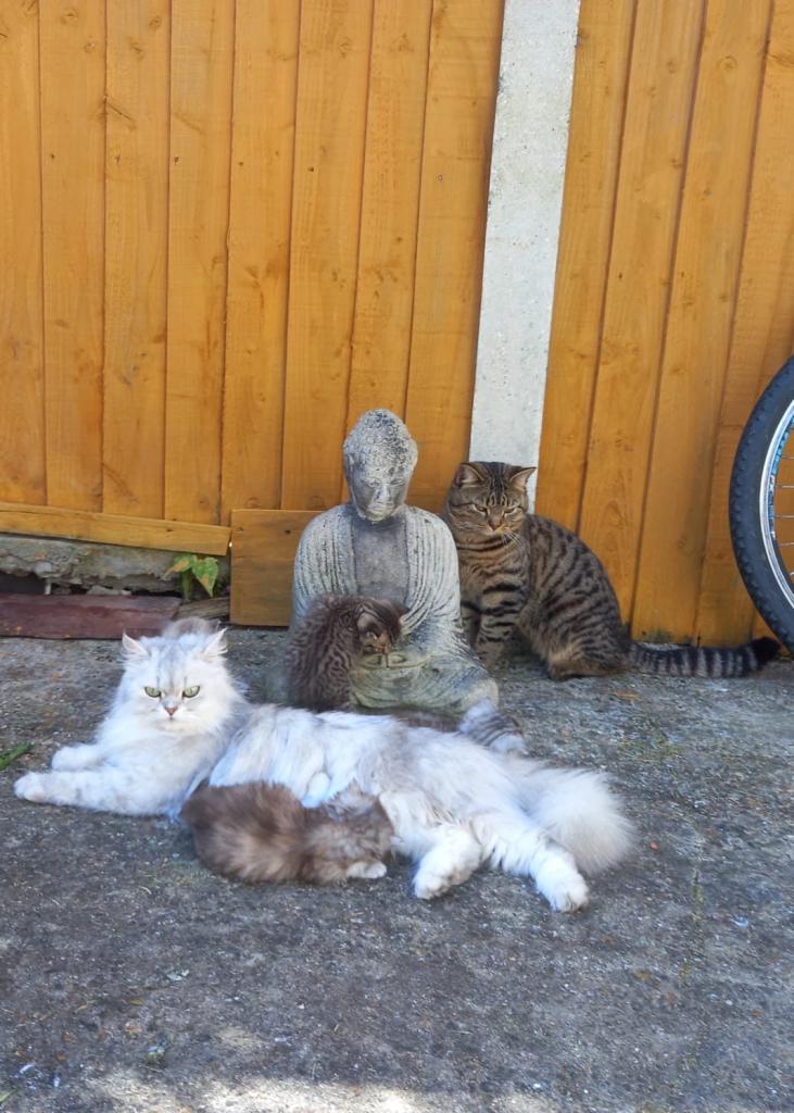 Kittens for sale Persian tabby mixed breed