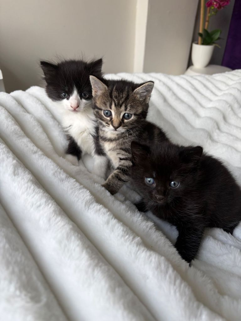 3 kittens