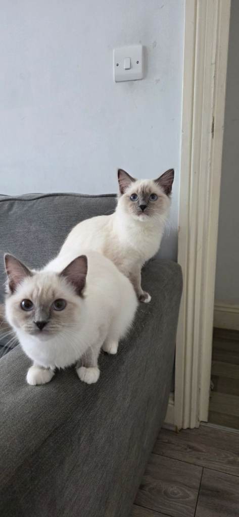 Pedigree Ragdoll Kittens