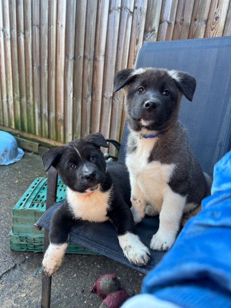 LAST 4 READY TO LEAVE Black Mask American Akita Puppies