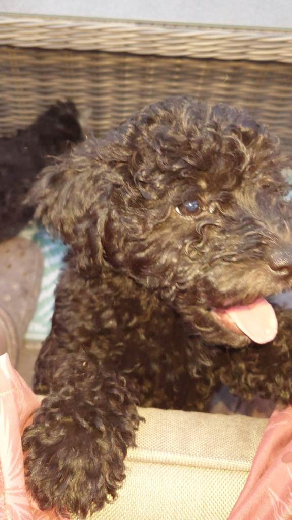 Miniature poodle X terrier miniature poodle x