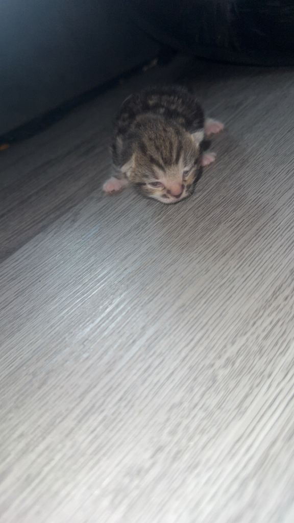 Beautiful litter of kittens for sale 