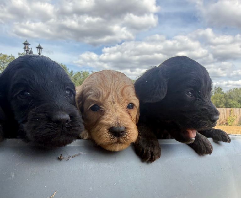 Gorgeous Cockerpoo puppies