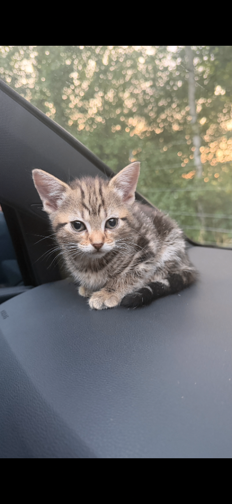 KITTENS FOR SALE Bengal and tabby cross ONE LEFT 
