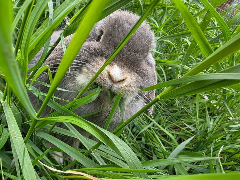 Mini lop
