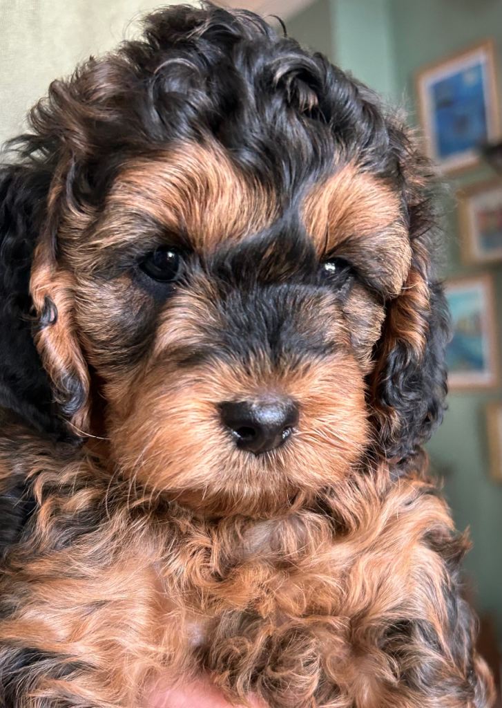 Stunning Cockapoo Puppies