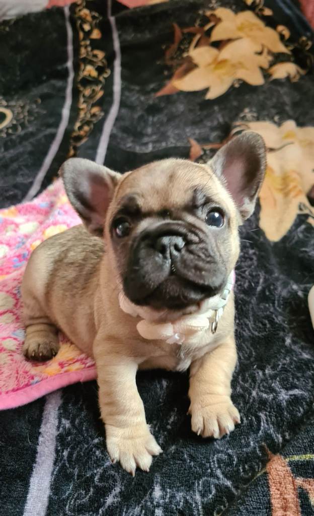 French puppy