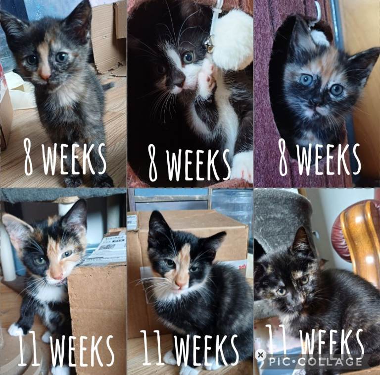 6 beautiful and very playful kittens