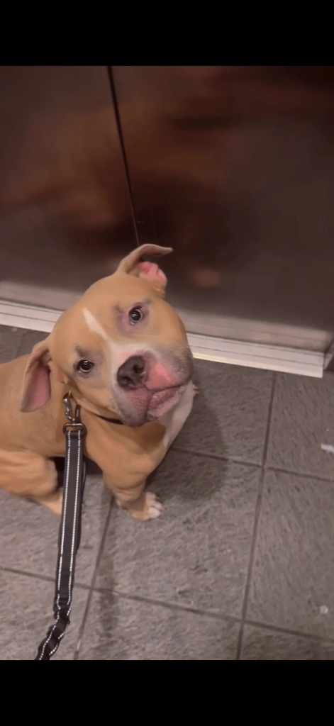 2 year old puppy rehome sale 