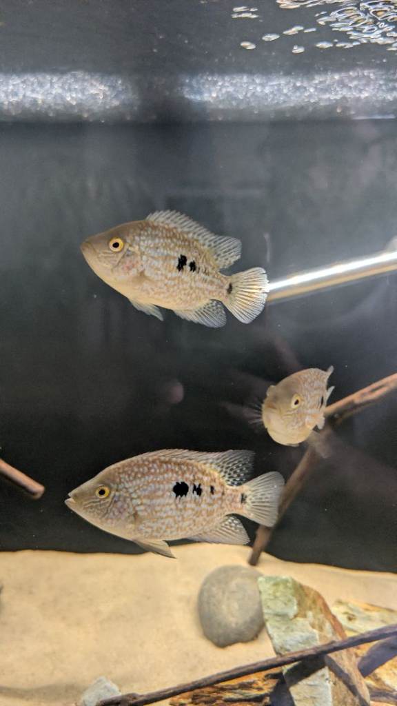 Carpintas Cichlids Fish South American Aquarium 