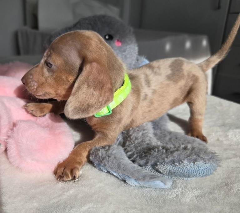Dapple Miniature Dachshund Girl 🤍