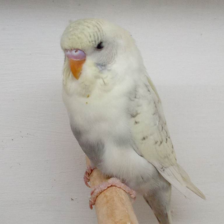 Nice coloured young budgies for sale 