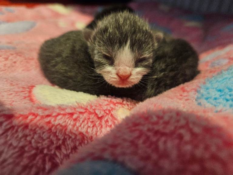 British Shorthair Kittens