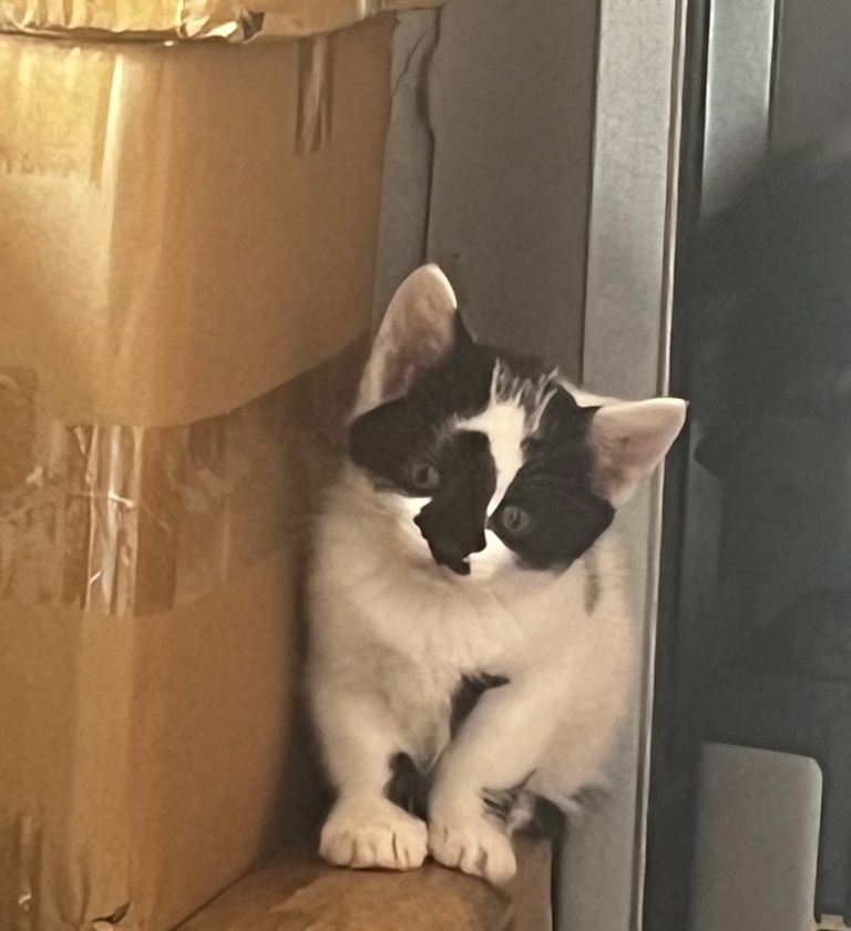 Four Adorable Playful Fluffy Little Kittens Looking for Live Home 2 Male & 2 Female 