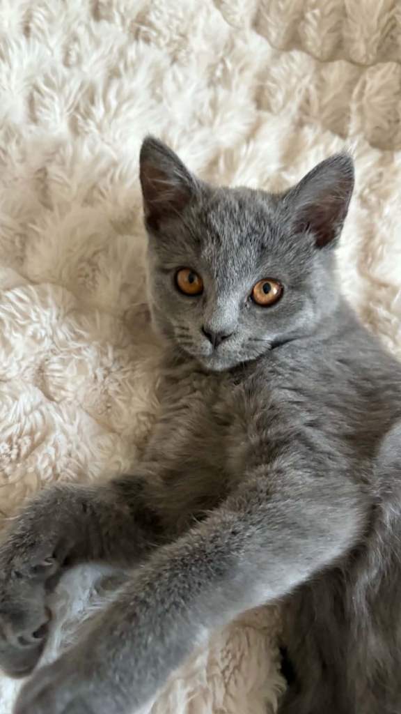 🐱 Beautiful British Shorthair Female Kitten  4 Months Old