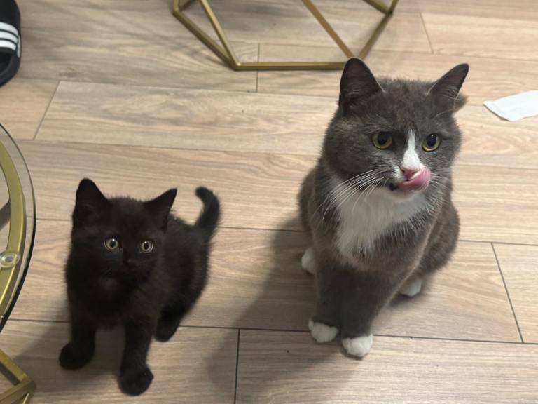 Kitten 