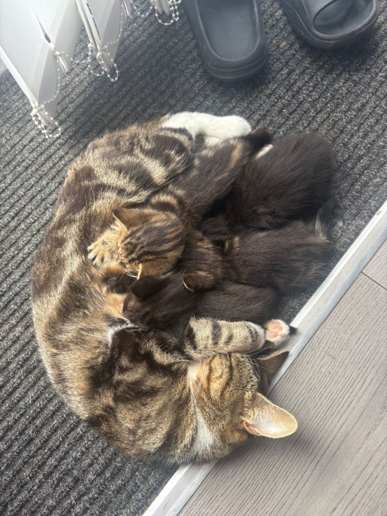 Kittens for sale 