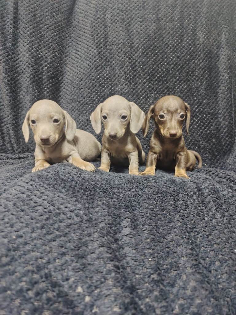 Mini dachshunds