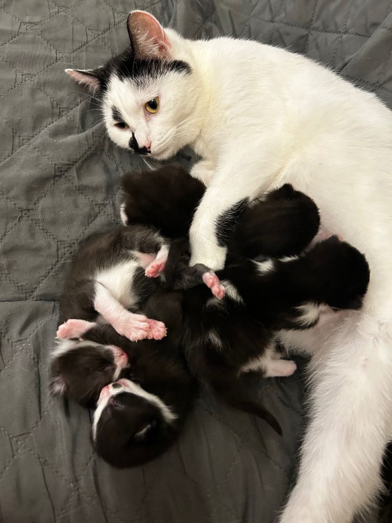 3 amazing kittens, black&white