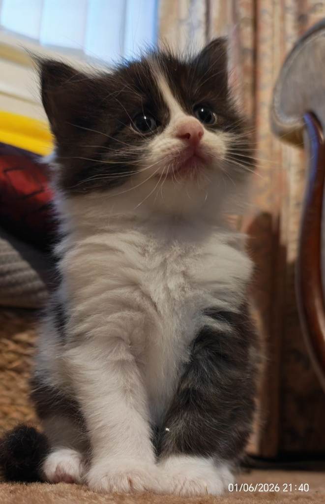Maincoon/Norwegian forest kittens