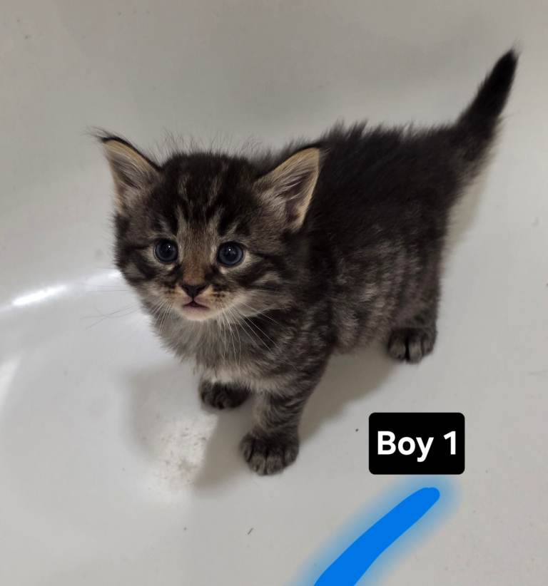 Adorable Fluffy Persian Mix Kittens looking for Forever Homes 