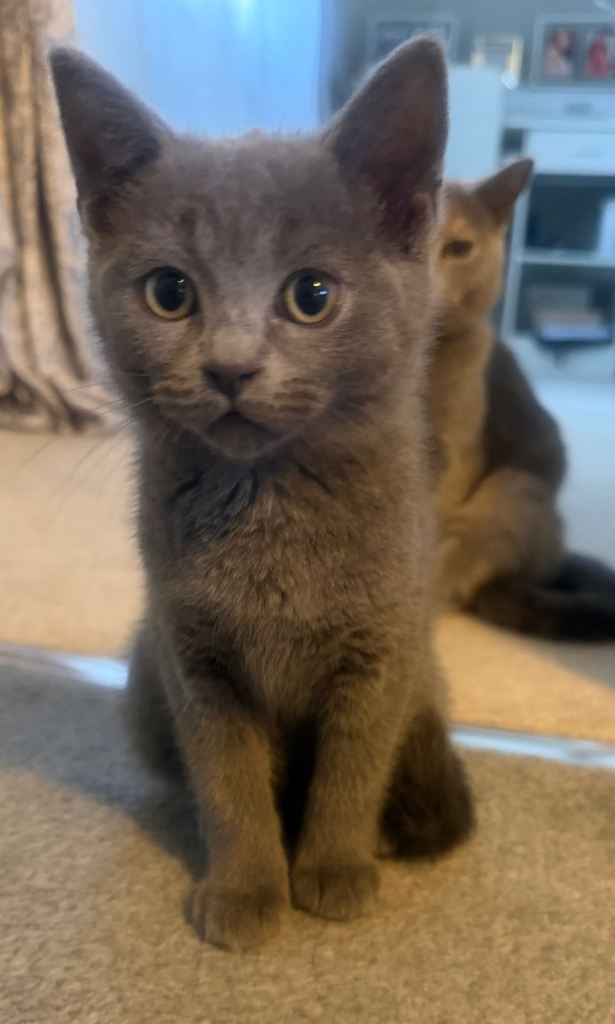 British Shorthair Kittens ONLY 1 GIRL LEFT
